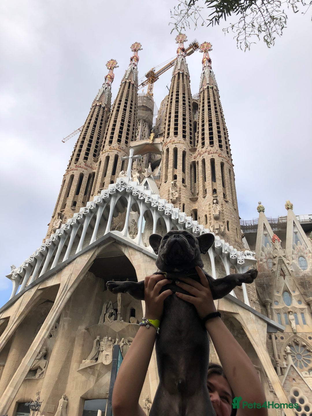 French Bulldog dogs for stud: Blue&Tan French Bulldog ready for stud £500 in Northampton - Advert 15