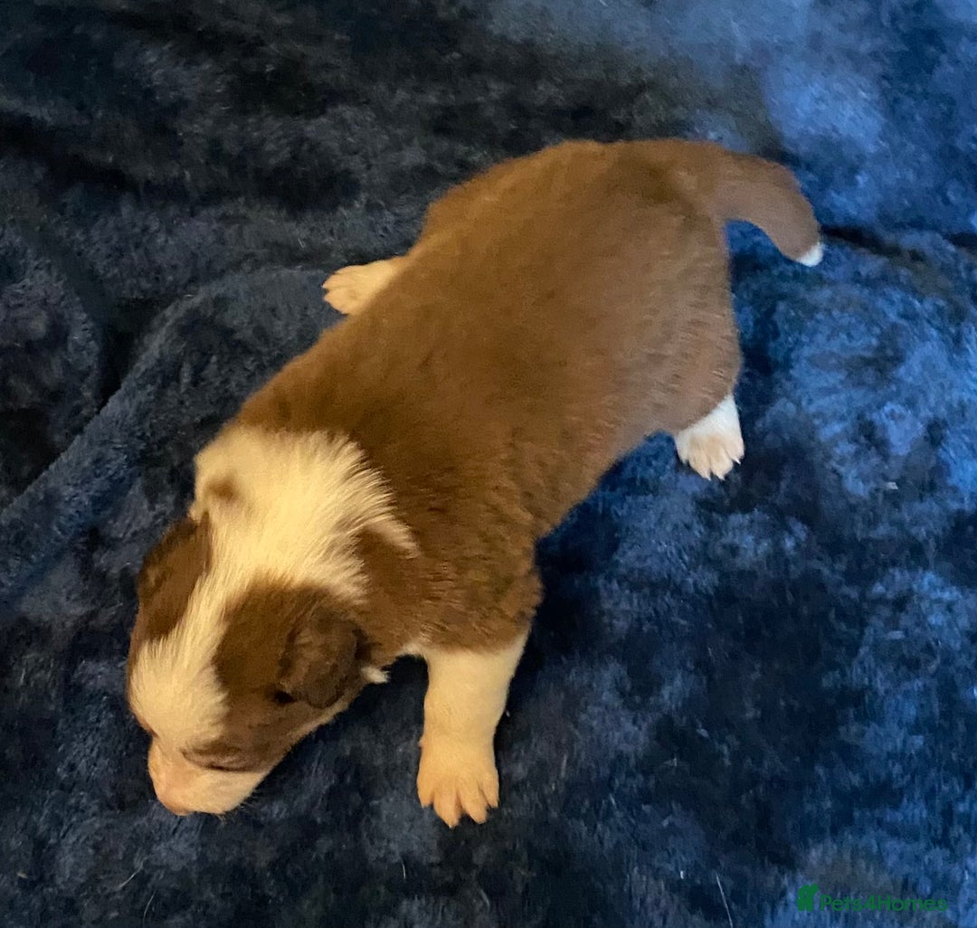 Border Collie dogs for sale: Quality Red, White & Gold Border Collie Pups - Advert 15
