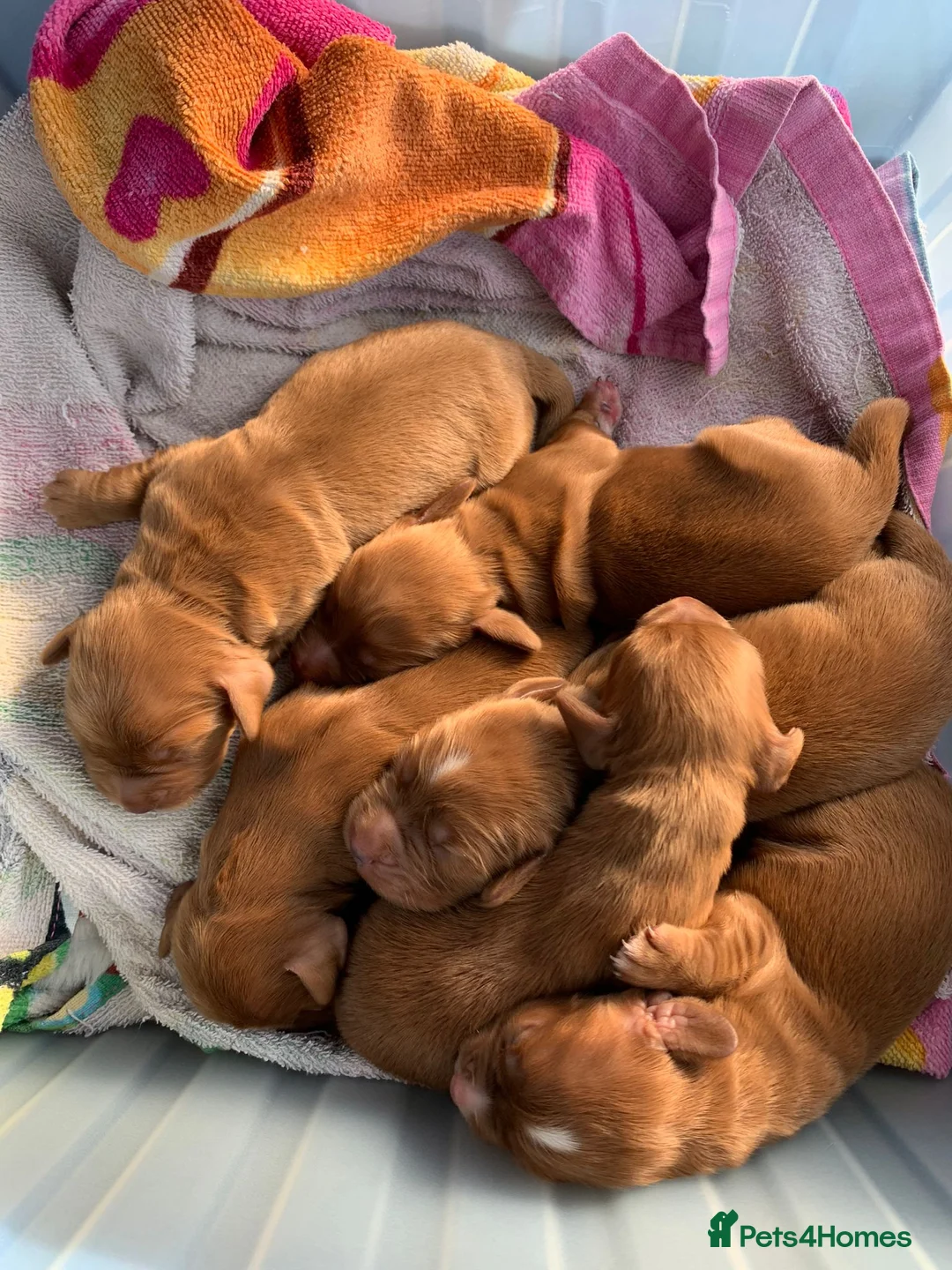 Cocker Spaniel dogs for stud: HEALTH TESTED KC WORKING COCKER SPANIEL STUD in Wolverhampton - Advert 10