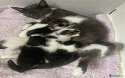 Mixed Breed cats for sale: 5 beautiful cross mainecoon kittens - Image 1