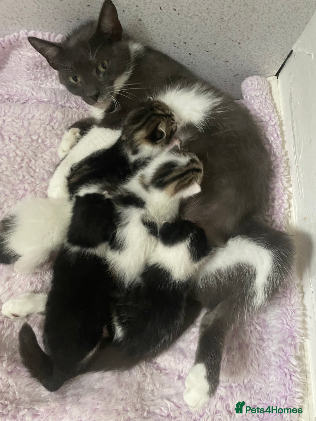 Mixed Breed cats for sale: 5 beautiful cross mainecoon kittens - Image 1