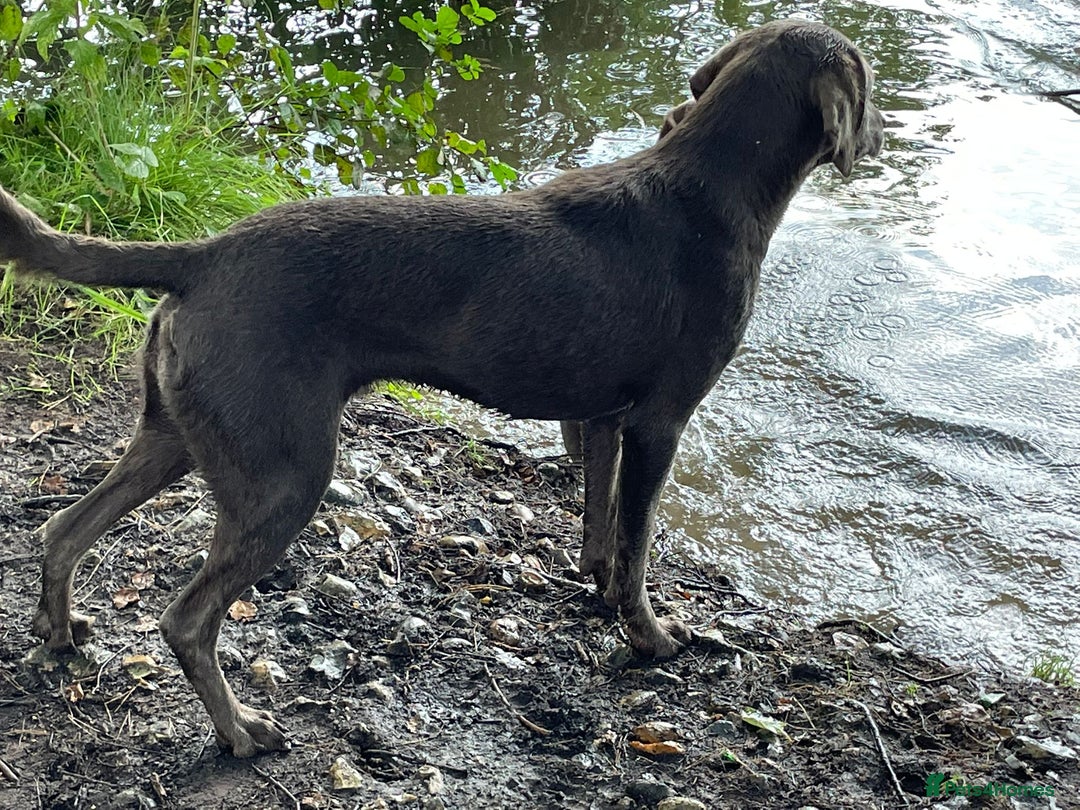 Labrador Retriever dogs for sale: FULLY HEALTH TESTED LABRADOR PUP - Image 2