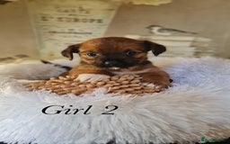 Shorkie dogs for sale: 9 stunning shorkie puppies - Image 13