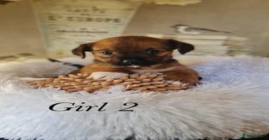 Shorkie dogs - Advert 4