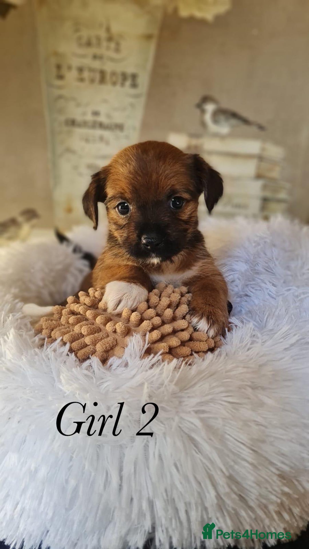 Shorkie dogs for sale: 9 stunning shorkie puppies - Image 13