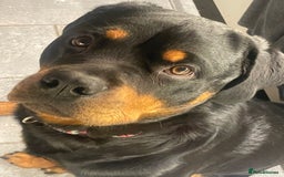 Rottweiler dogs for sale: Rottie pups - Image 7
