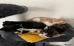 Mixed Breed cats for sale: gorgeous kittens male and female  - Image 14