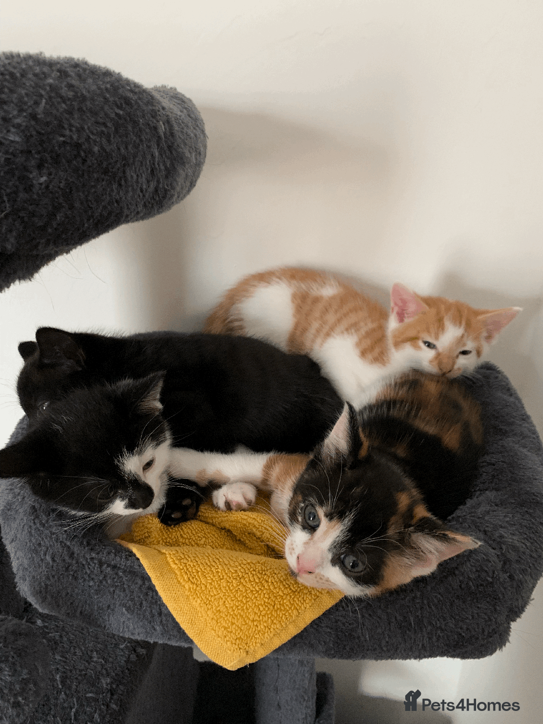 Mixed Breed cats for sale: gorgeous kittens male and female  - Image 14