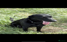 Labrador Retriever dogs for sale: Male Labrador  - Image 2