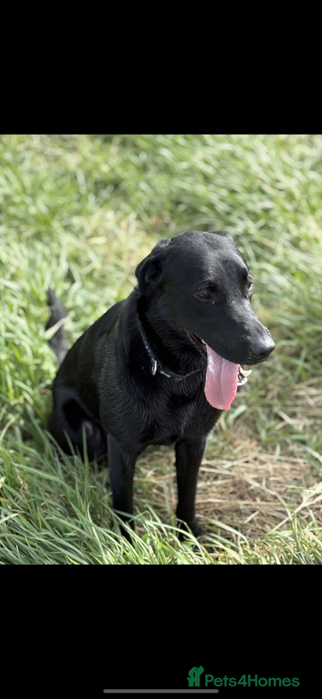 Labrador Retriever dogs for sale: Male Labrador  - Image 2