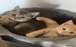British Shorthair cats for sale: British shorthair kittens  - Image 17