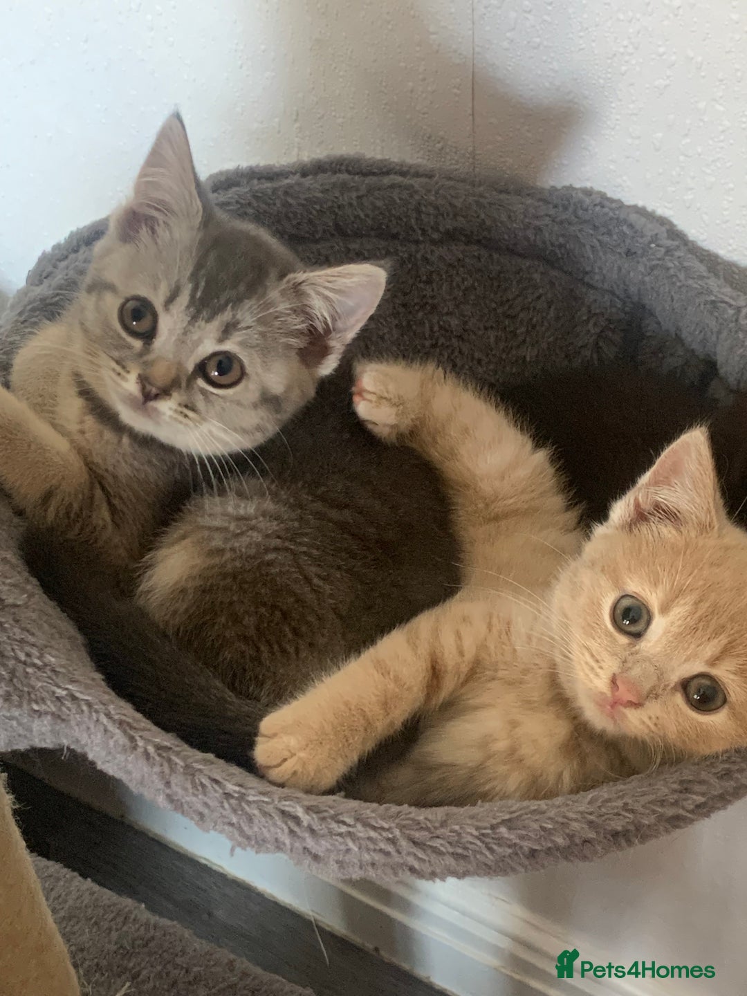 British Shorthair cats for sale: British shorthair kittens  - Image 17