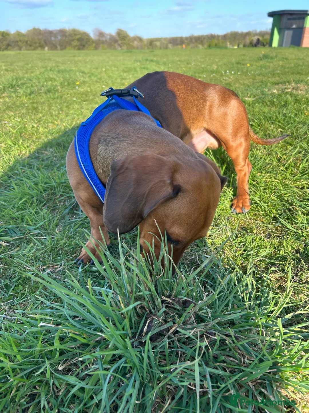 Dachshund dogs for sale: Vinnie  - Advert 9