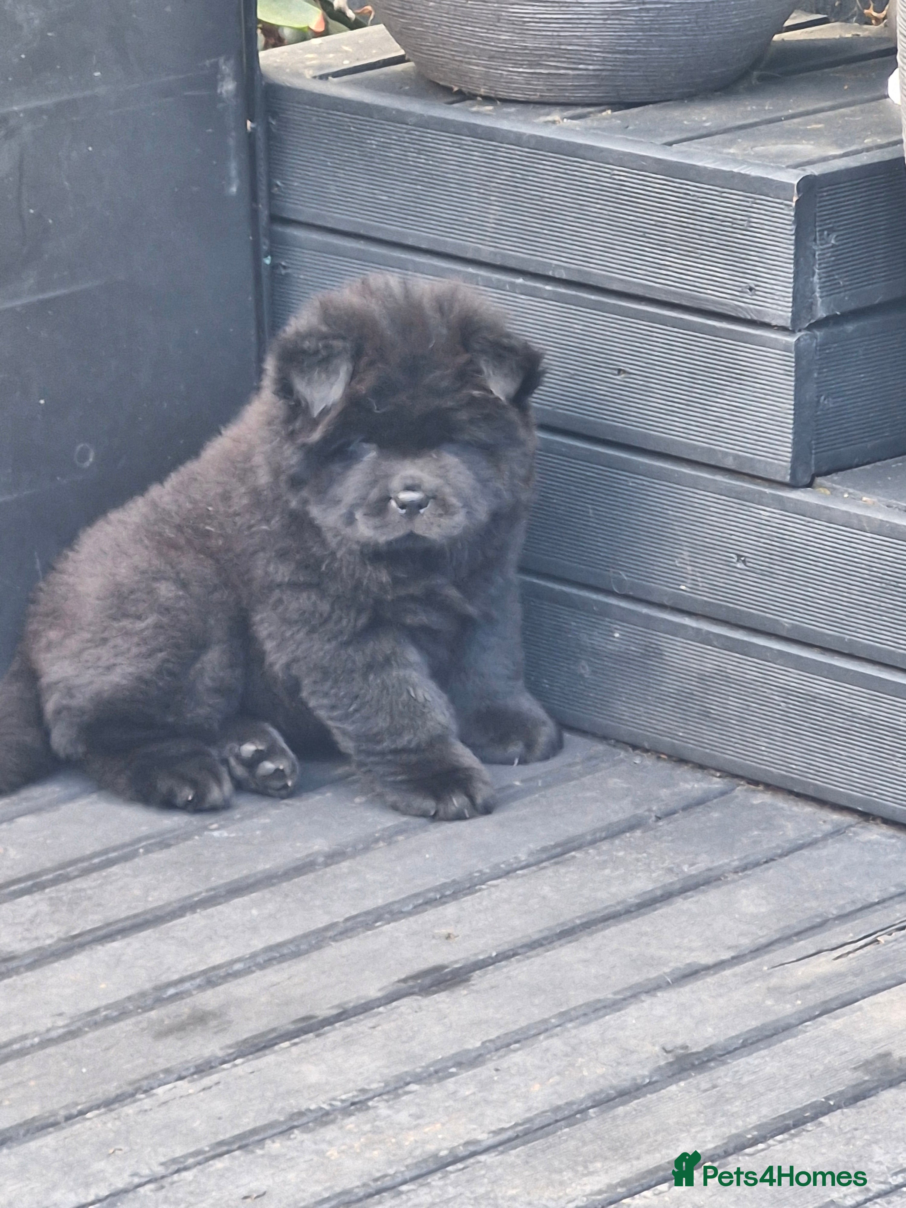Chow Chow dogs Show stopping DWKC chow chows ready to go now - Advert 6