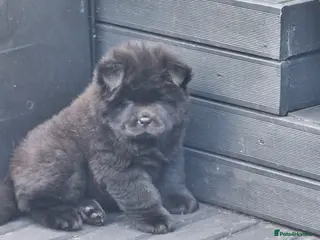 Chow Chow dogs Show stopping DWKC chow chows ready to go now - Advert 6