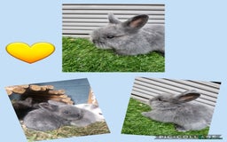 Lionhead rabbits for sale: Beautiful baby lionheads  - Image 2