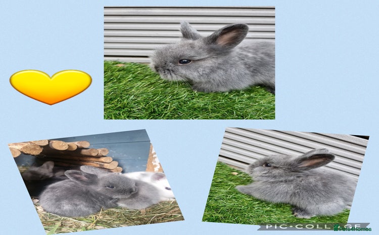 Lionhead rabbits - Advert 12