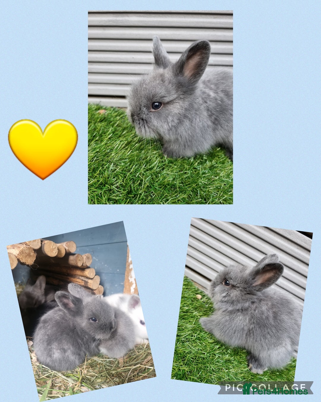 Lionhead rabbits for sale: Beautiful baby lionheads  - Image 2