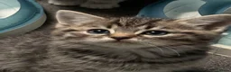 Mixed Breed cats for sale: British x Birman kittens  in Newton Abbot - Advert 1