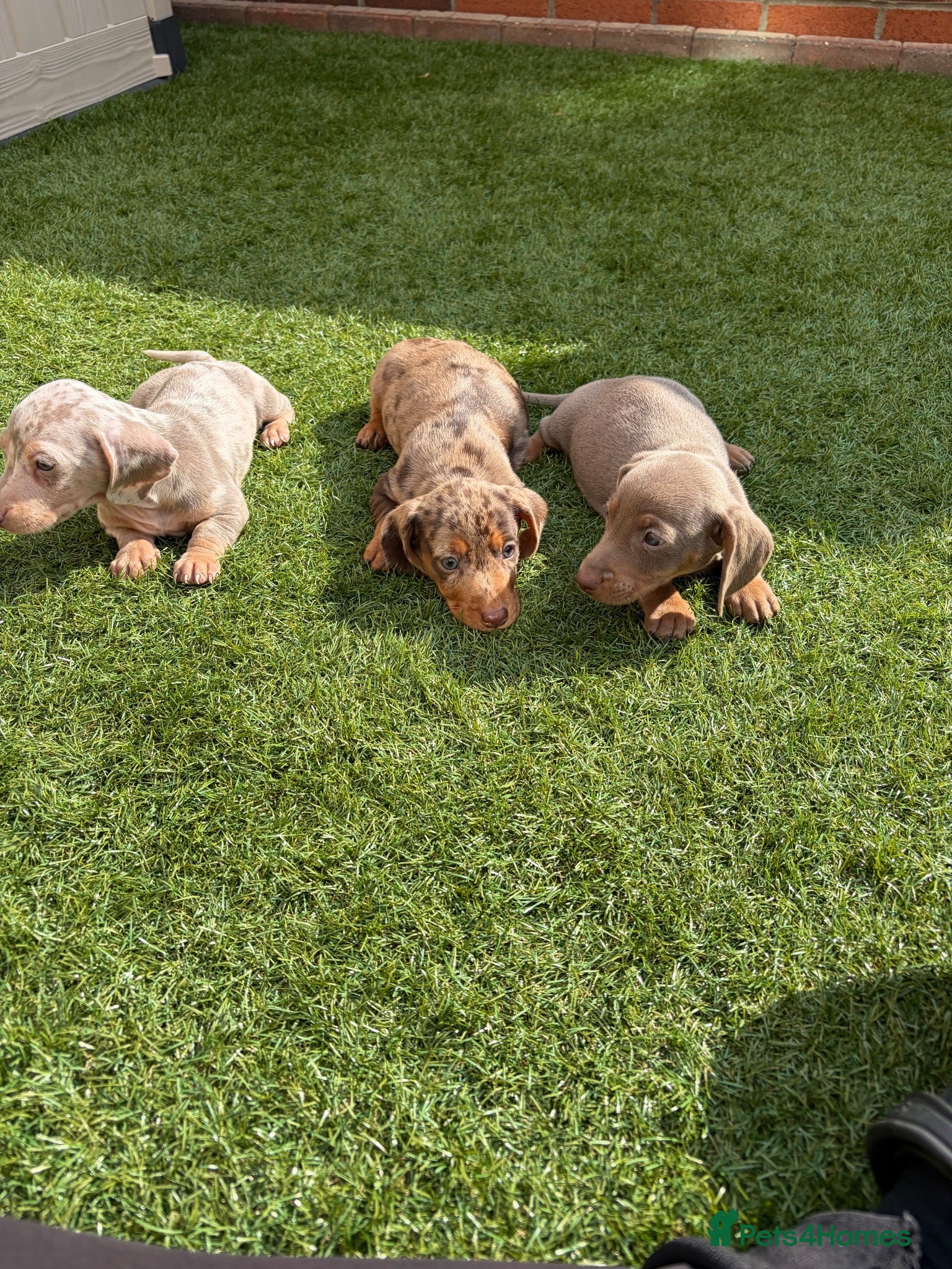 Miniature Dachshund dogs Miniature dachshunds  - Advert 2