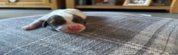 English Springer Spaniel dogs for sale: Miggers  - Advert 4