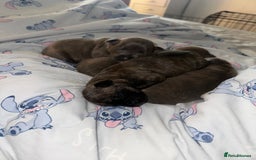 Staffordshire Bull Terrier dogs for sale: 2 blue male staff, 1 brindle girl staff  - Image 10
