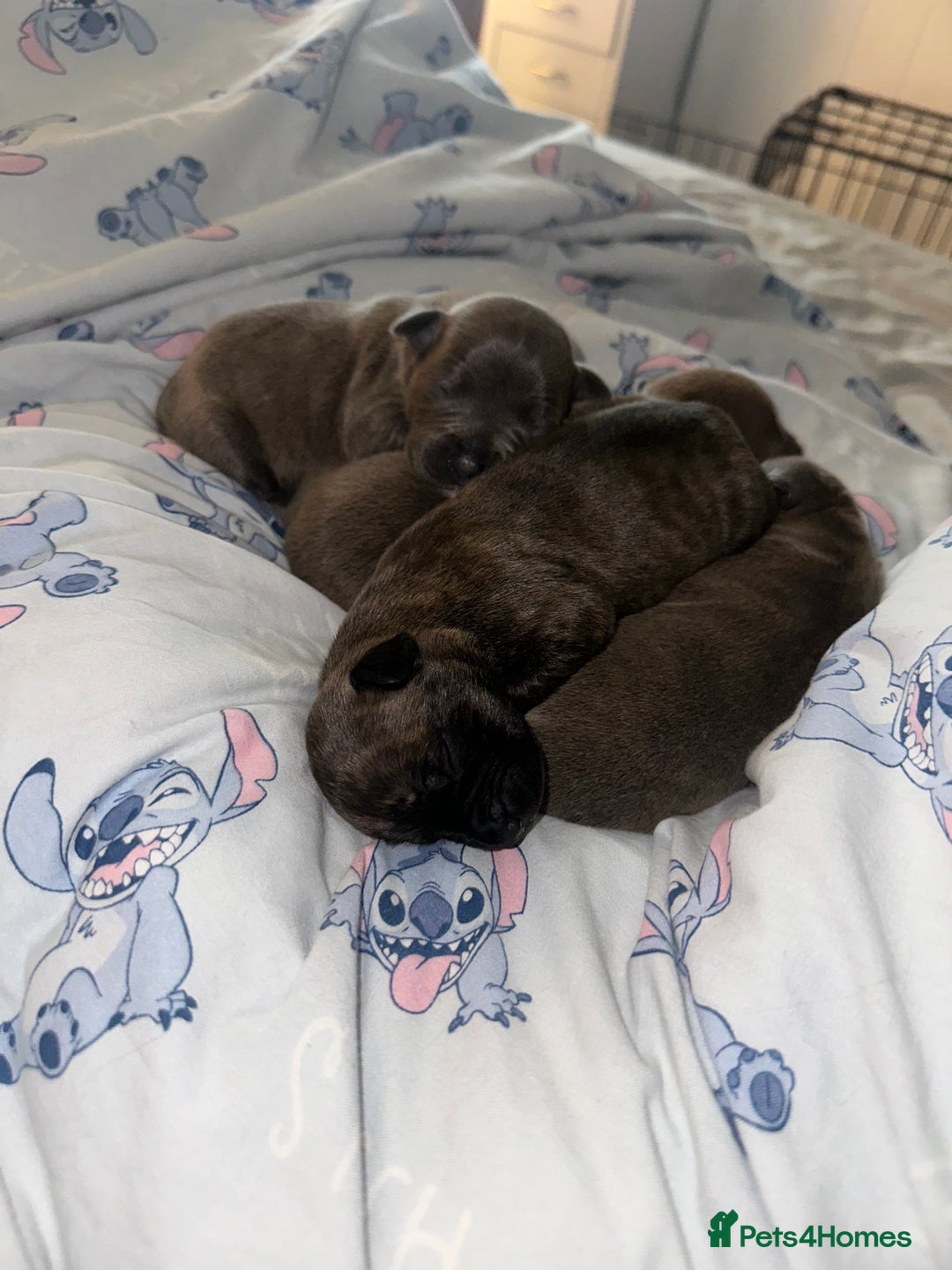 Staffordshire Bull Terrier dogs for sale: 2 blue male staff, 1 brindle girl staff  - Image 10