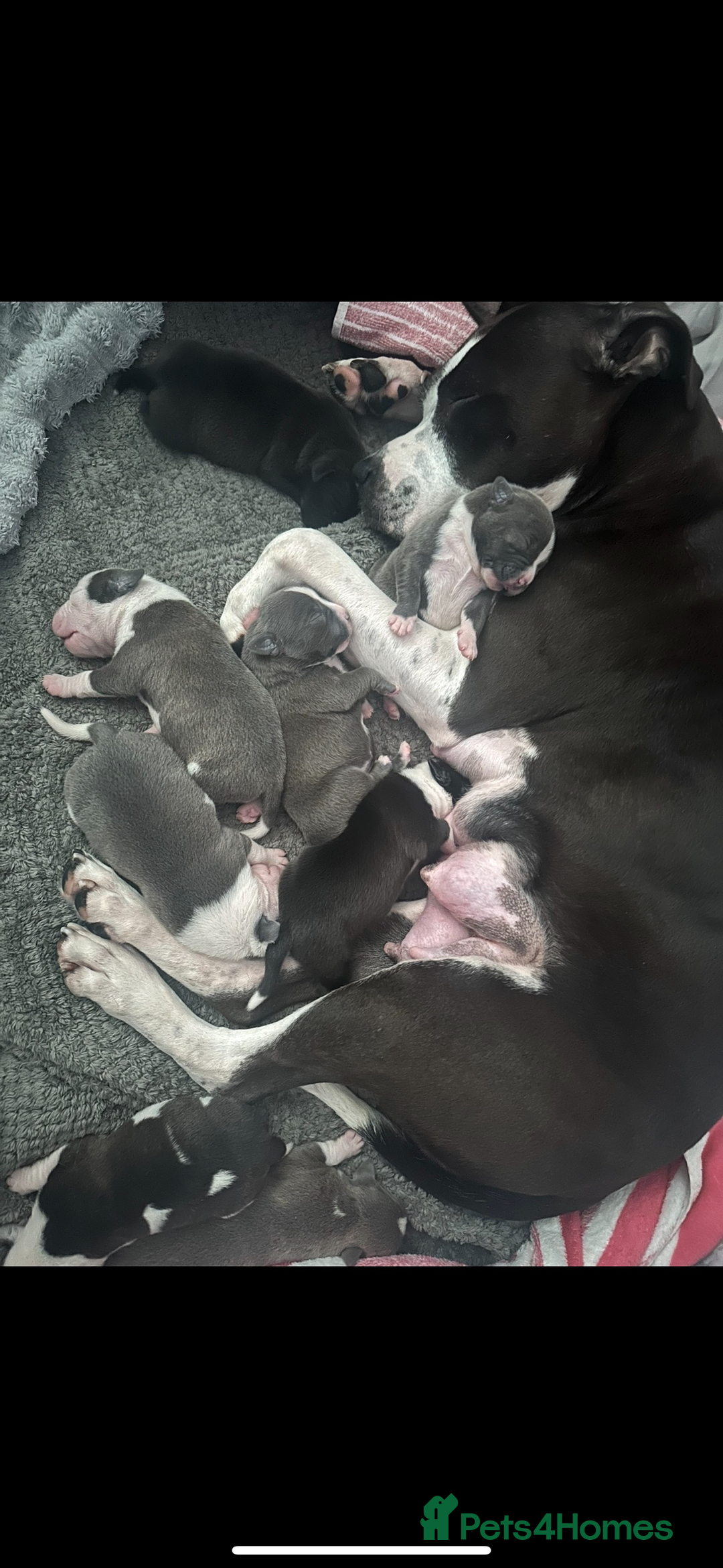 Staffordshire Bull Terrier dogs for sale: Chunky Staffordshire bull terrier puppies for sale - Image 3
