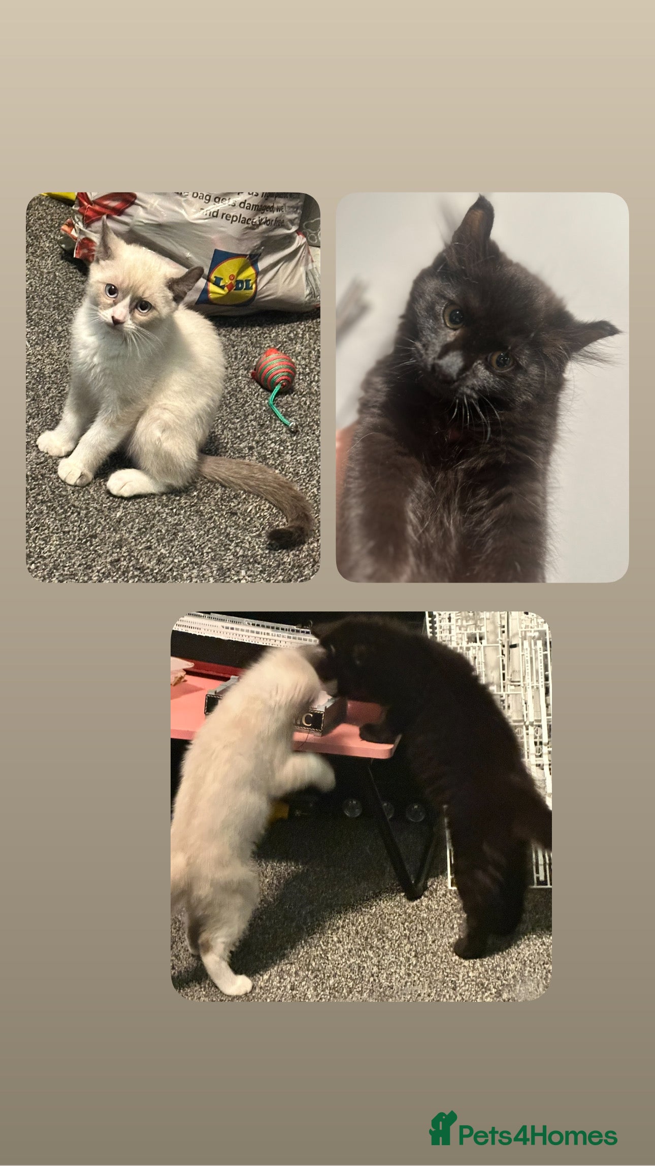 Mixed Breed cats Final two kittens ready to go! - Advert 6