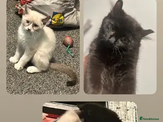 Mixed Breed cats Final two kittens ready to go! - Advert 4