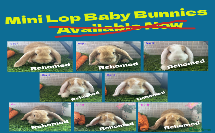 Mini Lop rabbits - Advert 8