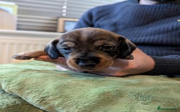 Dachshund dogs for sale: Standard Wirehaired Dachshund Puppies - Image 21
