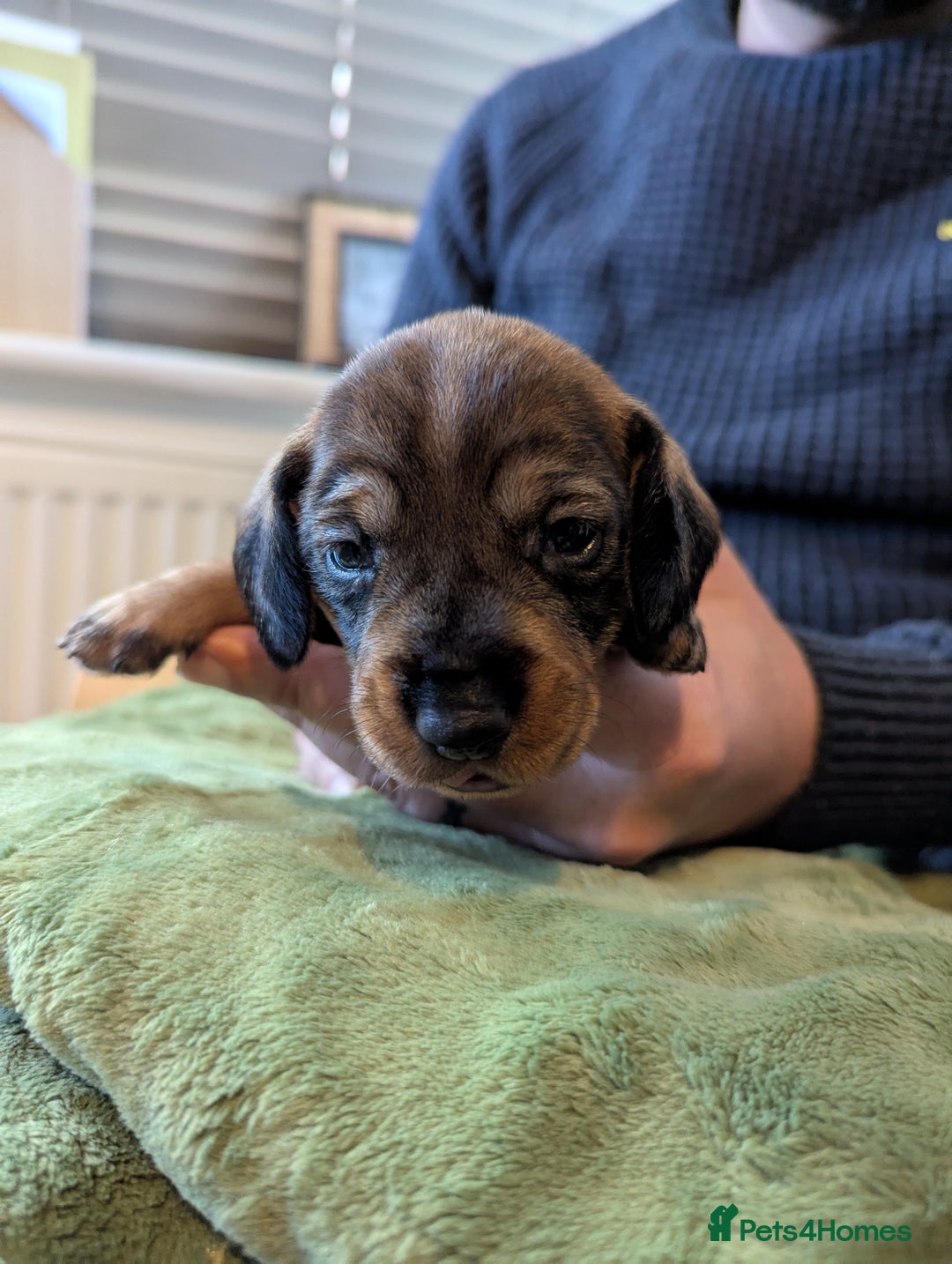 Dachshund dogs for sale: Standard Wirehaired Dachshund Puppies - Image 21