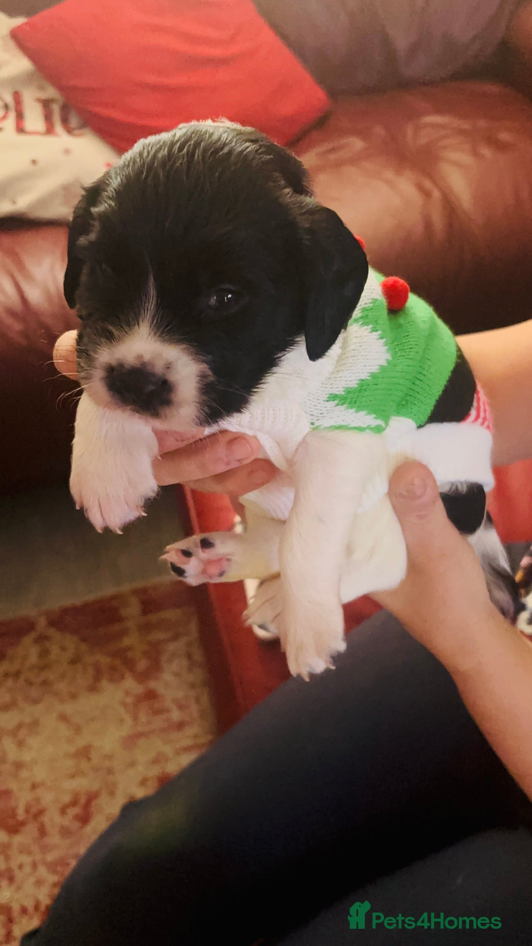 English Springer Spaniel dogs for sale: Fun whistle trained and crate clean by 8 weeks   - Advert 2