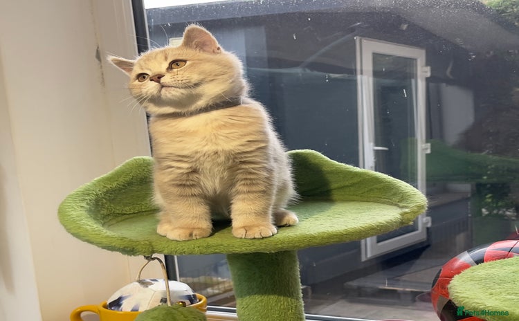 British Shorthair cats - Advert 4