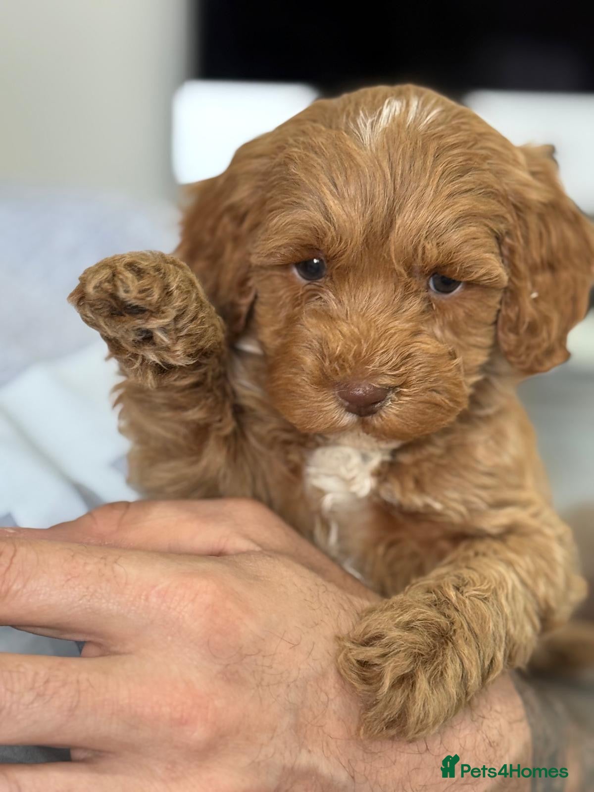 Cockapoo dogs Gorgeous F1b Cockapoo puppies  - Advert 2