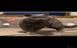 British Shorthair cats for sale: Reduced to clear  pure BSH blue  girl £4500 - Advert 3