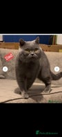 British Shorthair cats Reduced to clear pure BSH blue girl . - Advert 7