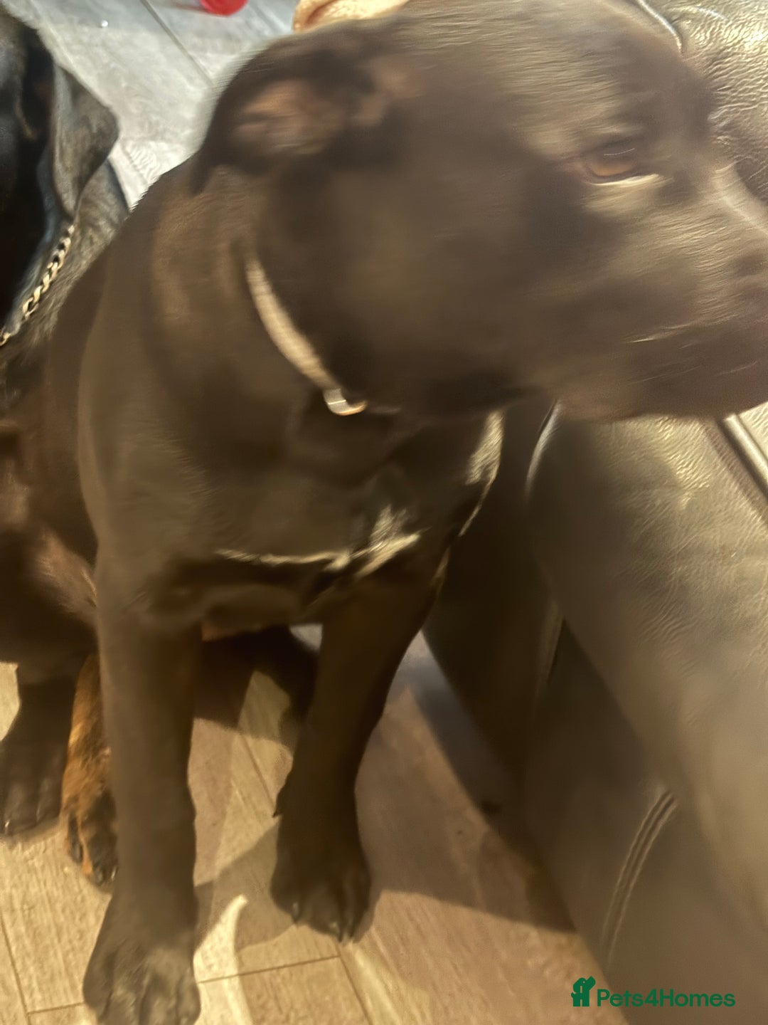 Mixed Breed dogs for sale: Rotty x staffy pup - Advert 2