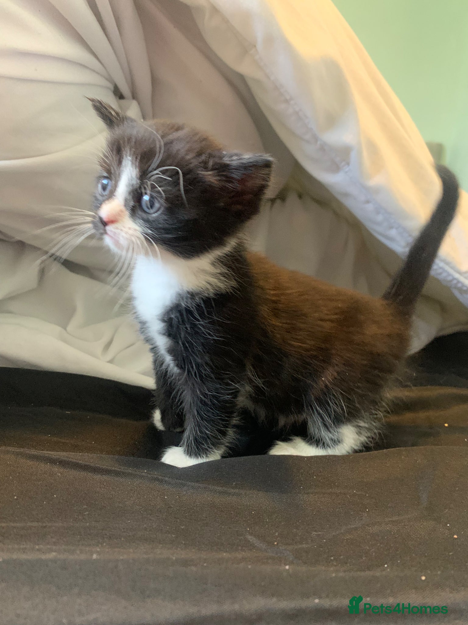 Mixed Breed cats 6 beautiful kittens for sale  - Advert 1