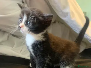 Mixed Breed cats 6 beautiful kittens for sale - Advert 1