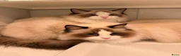 Ragdoll cats for sale: Premium Quality✨️🏆 TICA Reg European Ragdolls 🩷  - Advert 24