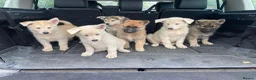 Mixed Breed dogs for sale: German Shepherd X Akita Pups - Advert 8