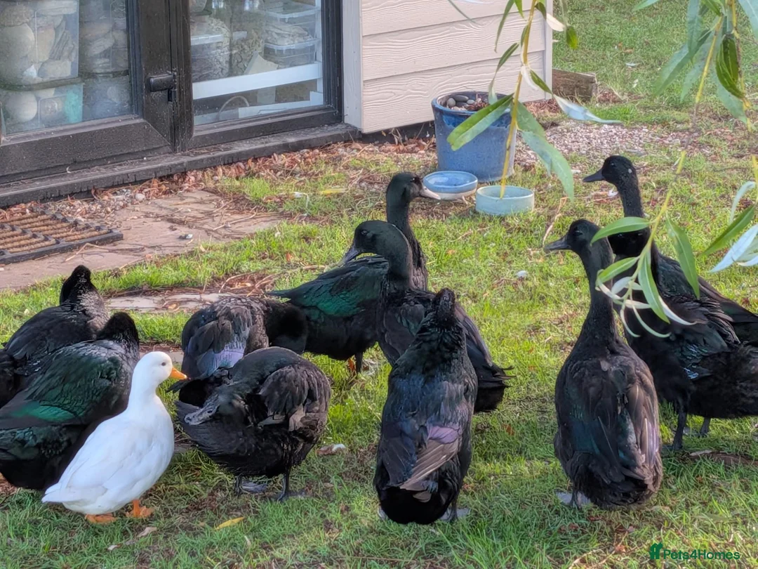 Ducks poultry for sale: Beautiful Cayuga ducks available  - Advert 1
