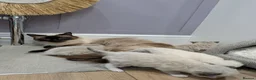 Ragdoll cats for sale: Beautiful Ragdolls - Advert 19