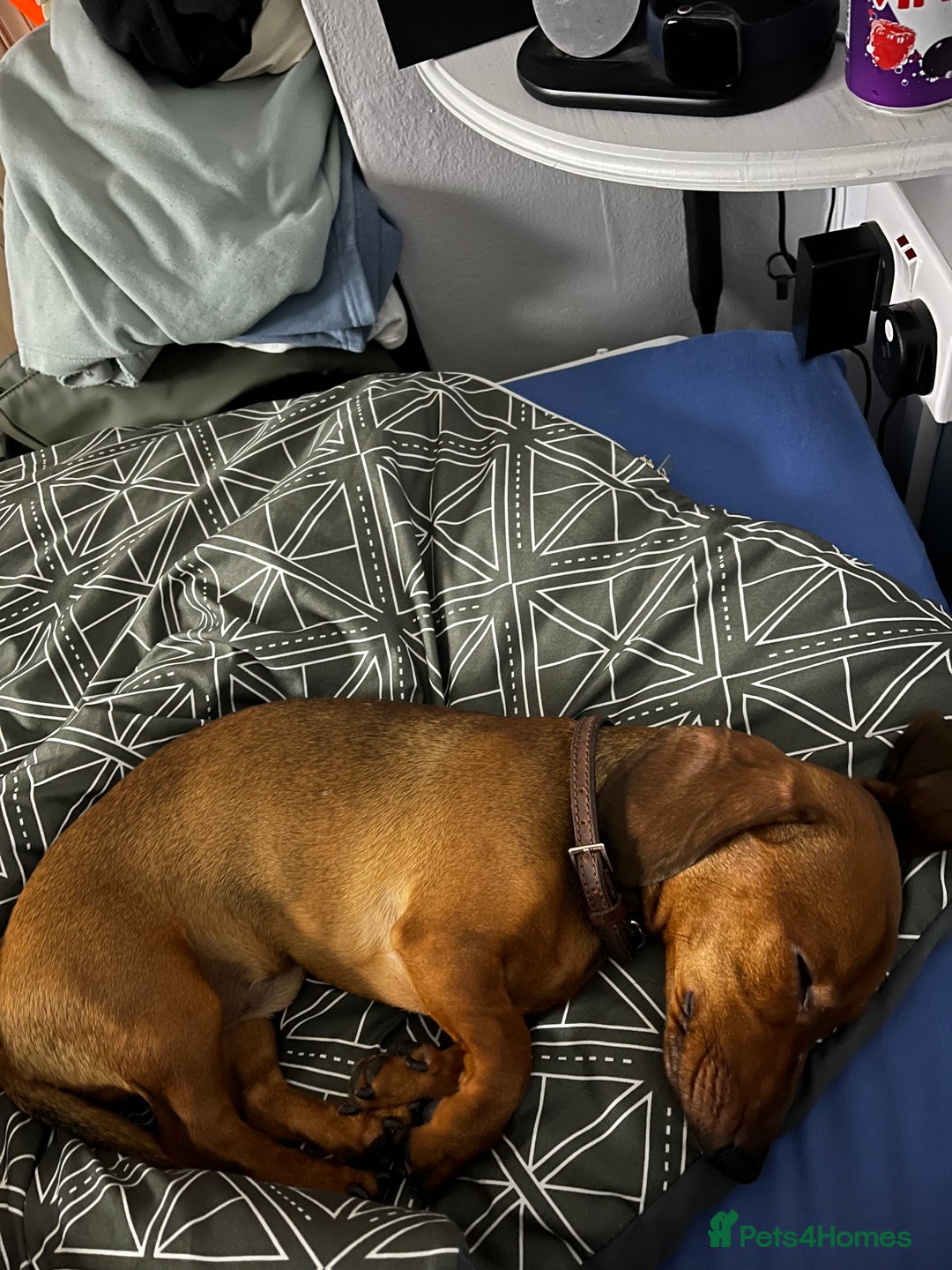 Dachshund dogs for sale: 1 year old Dachshund  - Advert 7