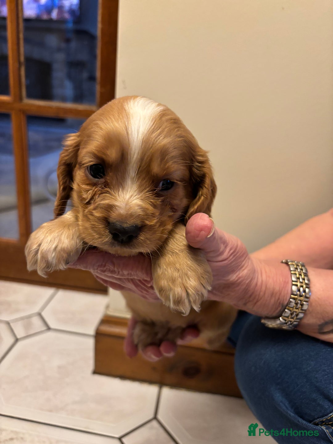 Cocker Spaniel dogs for sale: KC reg cocker spaniels  - Advert 32
