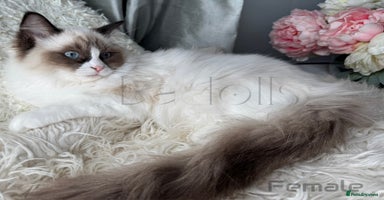 Ragdoll cats - Advert 7