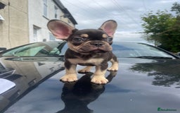 French Bulldog dogs for sale: 💕Gorgeous Fluffy Frenchies💖✅ - Image 4