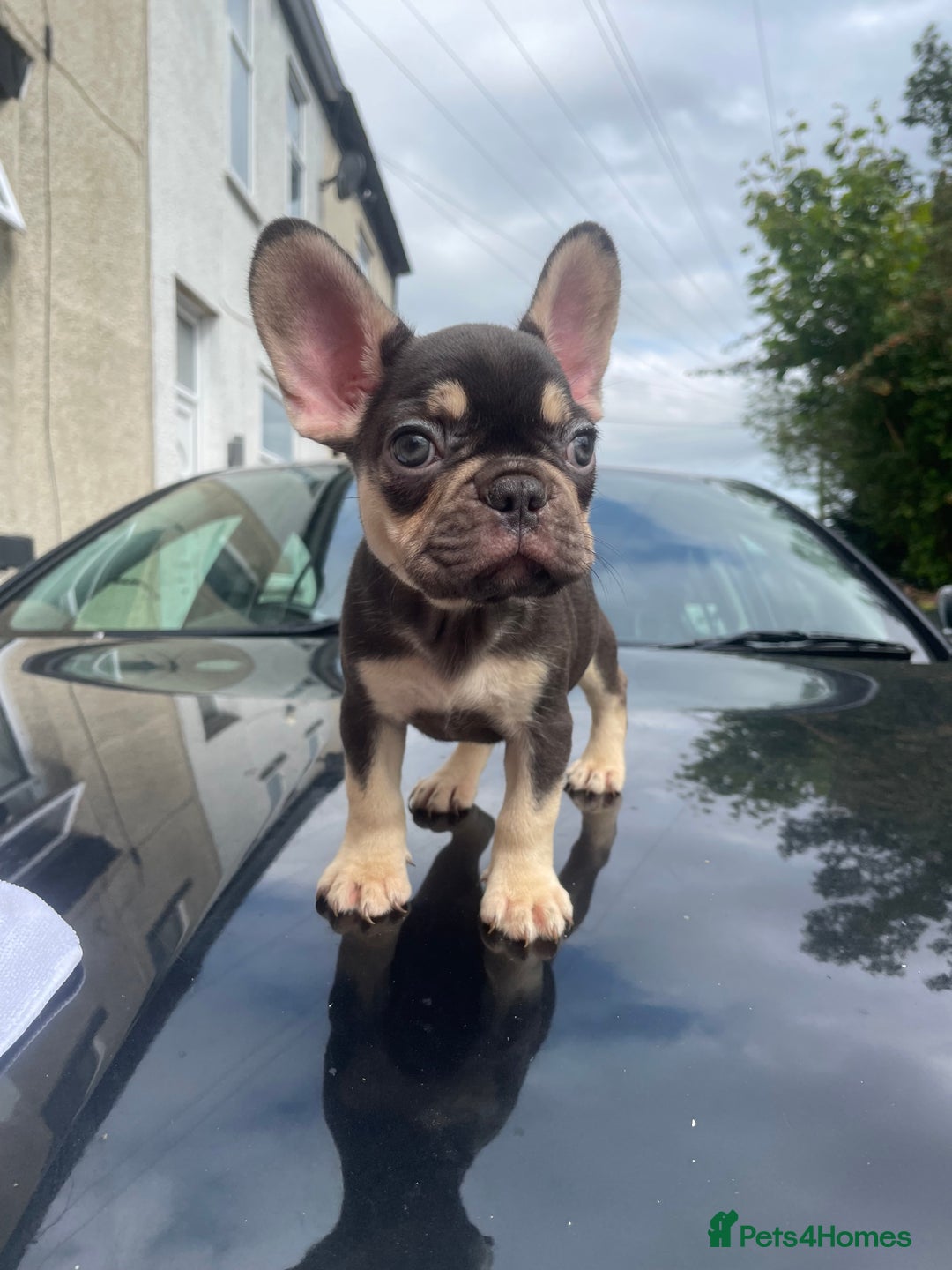 French Bulldog dogs for sale: 💕Gorgeous Fluffy Frenchies💖✅ - Image 4